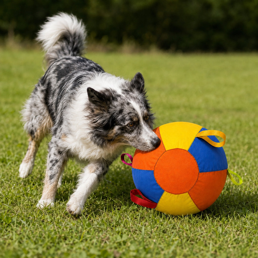 Dog pushing a colourful 45 cm herding ball across a grassy field
