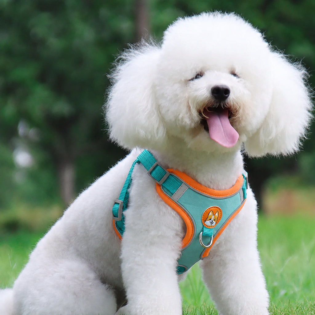 Small dog wearing the Blue no-pull harness outdoors