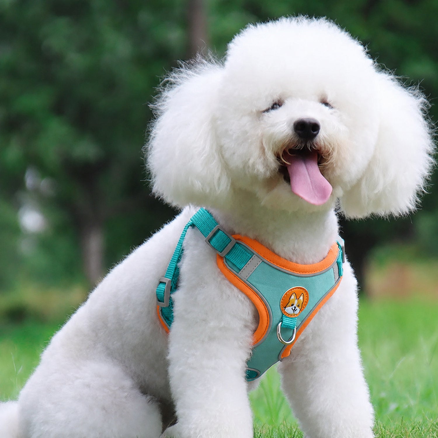 Small dog wearing the Blue no-pull harness outdoors
